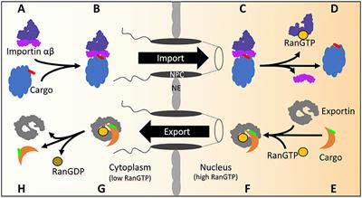 Nuclear Transport of Yeast Proteasomes